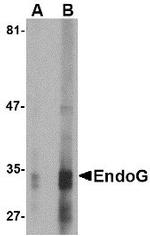 ENDOG Monoclonal Antibody (7G1C10)