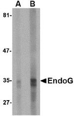 ENDOG Monoclonal Antibody (7G1G10)