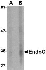 ENDOG Monoclonal Antibody (7F2G10)