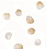 Bim Monoclonal Antibody (1C2C8)