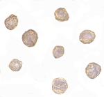 Bim Monoclonal Antibody (1C2H4)