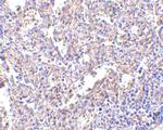 MD-2 Antibody in Immunohistochemistry (IHC)
