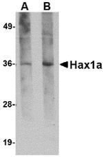 HAX1 Monoclonal Antibody (8F9G7)