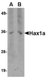 HAX1 Monoclonal Antibody (9G3D11)