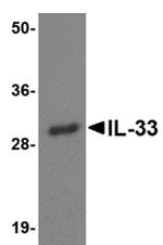 IL-33 Antibody in Western Blot (WB)