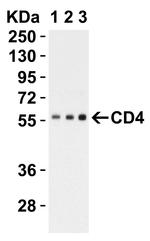 CD4 Antibody in Western Blot (WB)