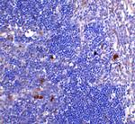 CD4 Antibody in Immunohistochemistry (Paraffin) (IHC (P))