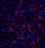 ORAI1 Monoclonal Antibody (3F6H5)