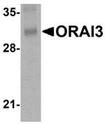 ORAI3 Monoclonal Antibody (1B4F1)