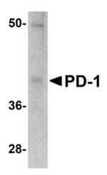 PD-1 Antibody in Western Blot (WB)