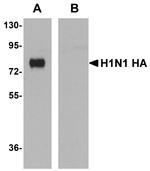 Influenza A H1N1 HA Monoclonal Antibody (7H12F6)