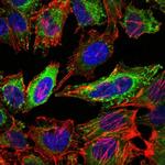 CD338 / ABCG2 Antibody in Immunocytochemistry (ICC/IF)