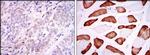 CD338 / ABCG2 Antibody in Immunohistochemistry (IHC)