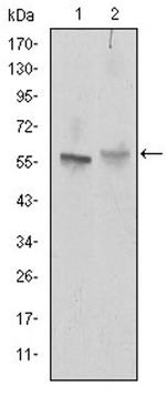 CD338 / ABCG2 Antibody in Western Blot (WB)