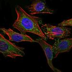 CD338 (ABCG2) Antibody in Immunocytochemistry (ICC/IF)