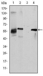 CD338 (ABCG2) Antibody in Western Blot (WB)
