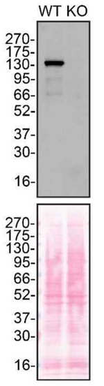 PKN2 Antibody