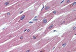 TNFRSF11B Antibody in Immunohistochemistry (Paraffin) (IHC (P))