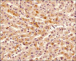 TNFRSF11B Antibody in Immunohistochemistry (Paraffin) (IHC (P))