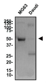 TNFRSF11B Antibody in Western Blot (WB)