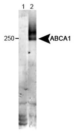 ABCA1 Antibody in Western Blot (WB)