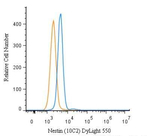 Nestin Monoclonal Antibody (10C2), DyLight™ 550