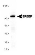 SREBP1 Antibody in Western Blot (WB)