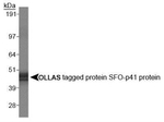 OLLAS Tag Monoclonal Antibody (L2)