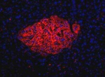 HPi1 Antibody in Immunocytochemistry (ICC/IF)