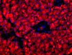 HPx1 Antibody in Immunocytochemistry (ICC/IF)