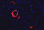 PD-1 Antibody in Immunocytochemistry (ICC/IF)