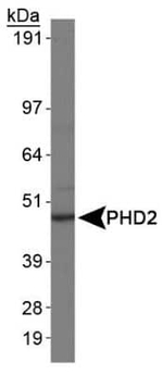 PHD2 Antibody in Western Blot (WB)
