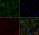 APOE Antibody in Immunocytochemistry (ICC/IF)