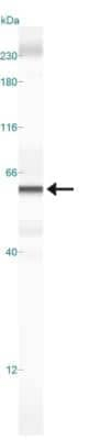 DUX4 Antibody in Western Blot (WB)