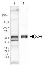 DUX4 Antibody in Western Blot (WB)