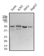 DUX4 Antibody in Western Blot (WB)