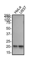 TFAM Antibody in Western Blot (WB)