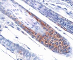 OPA1 Antibody in Immunohistochemistry (Paraffin) (IHC (P))
