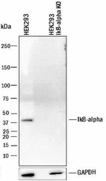 IkB alpha Antibody in Western Blot (WB)