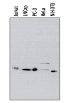IkB alpha Antibody in Western Blot (WB)