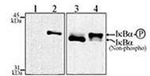 IkB alpha Antibody in Western Blot (WB)