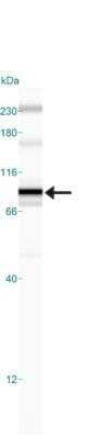 IKK beta Antibody in Western Blot (WB)