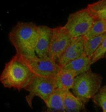 IKK alpha Antibody in Immunocytochemistry (ICC/IF)