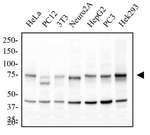 IKK alpha Antibody in Western Blot (WB)