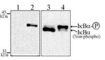 Phospho-IkB alpha (Ser32, Ser36) Antibody in Western Blot (WB)