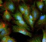 TNFAIP3 Antibody in Immunocytochemistry (ICC/IF)