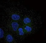 TNFAIP3 Antibody in Immunocytochemistry (ICC/IF)