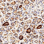 Bif1 Monoclonal Antibody (30A882.1.1)