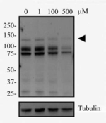 DNMT3A Antibody in Western Blot (WB)
