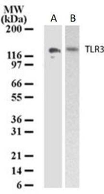 TLR3 Antibody in Western Blot (WB)